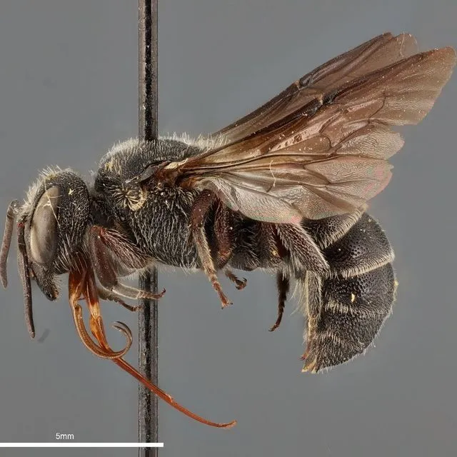 thumbnail for publication: Florida’s Bee Species of Greatest Conservation Need